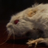 john mccain's mouse