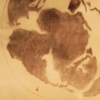 the supercontinent
