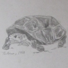 tortoise, 1968