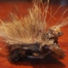 calvin coolidge's donkey