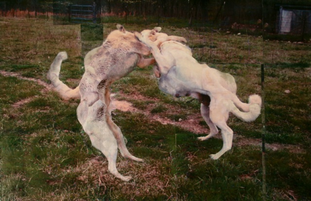Forced Fight