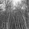 Between Birches