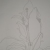 Lily's edge