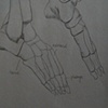 Bone Structure of Foot