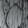 Sinew