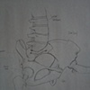Bone Structure of Pelvic Bone