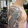 greykoi