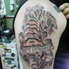 tiger