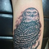 Black and Grey Owl