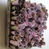 PINK GOLD