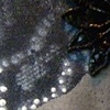 Diving for Black Pearls (detail)