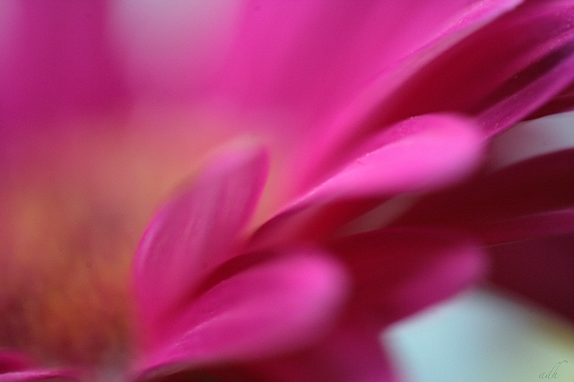 gerbera