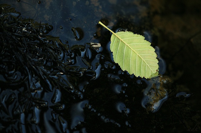leaf