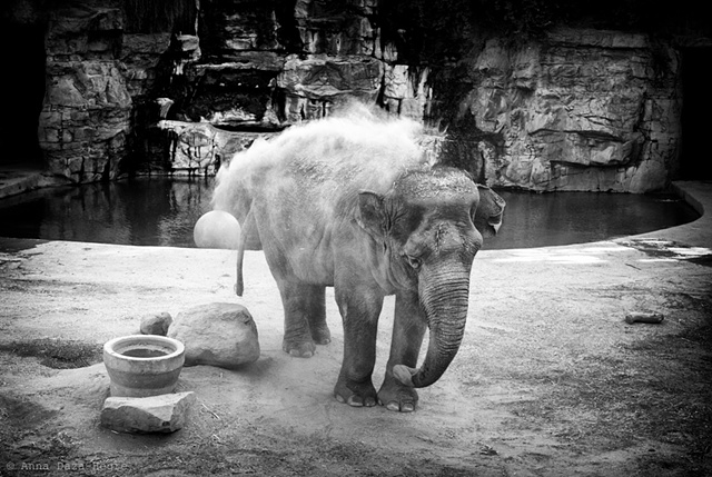 Dust bath