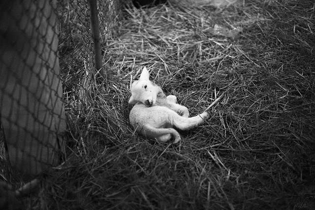 lamb