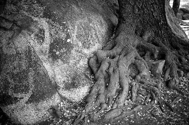 Gnarled