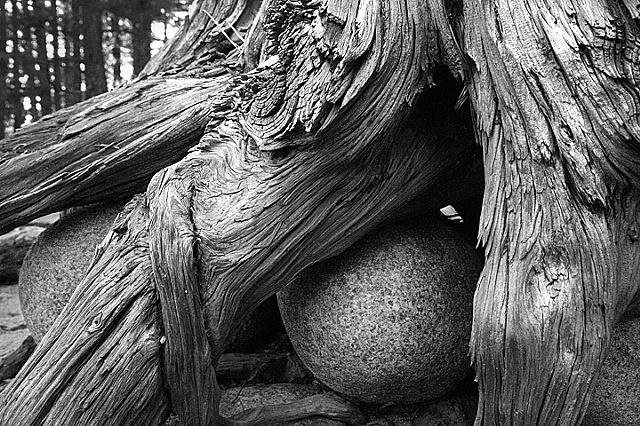 tree eggs