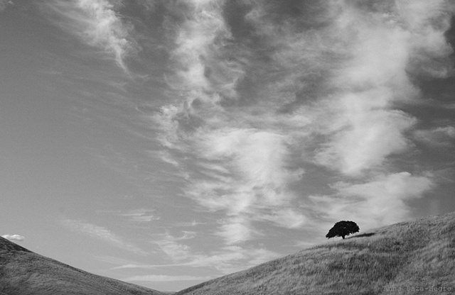 Lone oak