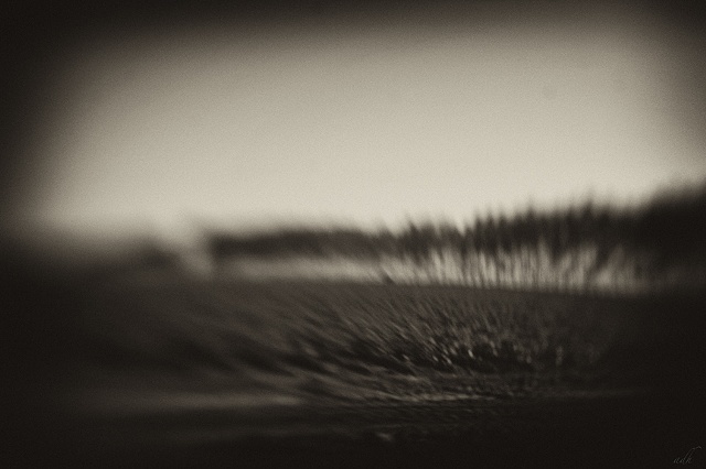 eucalyptus grove