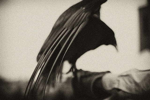 Turkey vulture