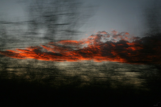 Through the Trees