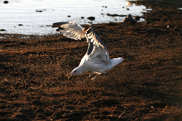 feeding frenzy