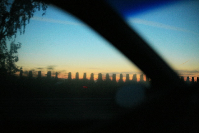 hedges