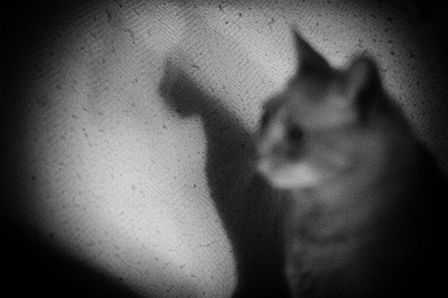 Cat shadow