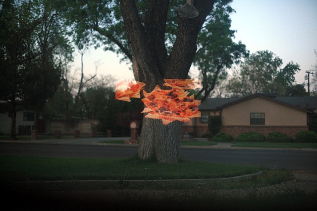 Tree nachos