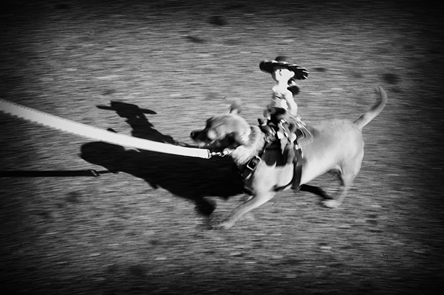 Git along, little doggie