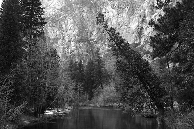 leaning tree
