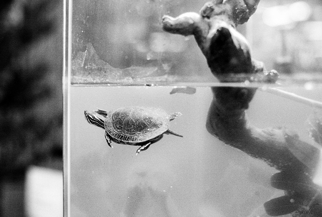 turtle