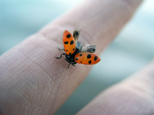 ladybug