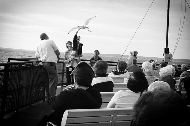 feeding the gull