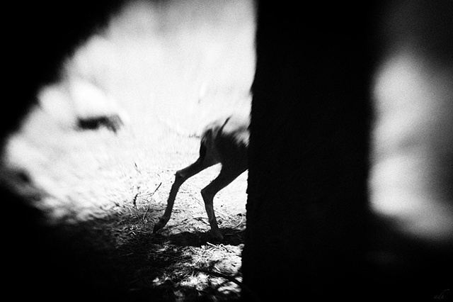 deer