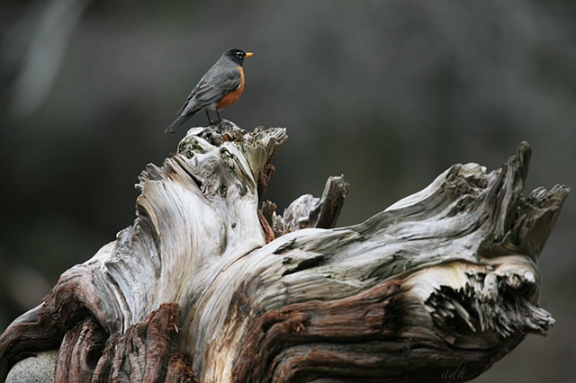 robin
