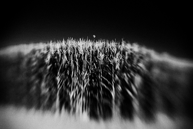 Moon over corn