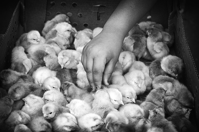 box of peeps