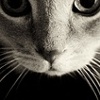 all eyes