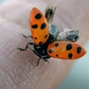 ladybug
