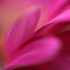 gerbera