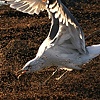 feeding frenzy