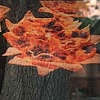 Tree nachos