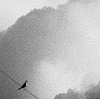 bird, wire, clouds