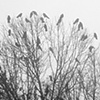 foggy flock