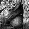 tree eggs