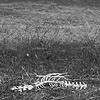 bones