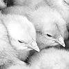 box of peeps