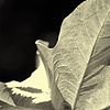 Sycamore