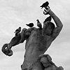 The birds